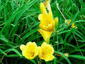 ����ͷ�Ĺ�Ч������ ����ͷ�������˿�Ѫ