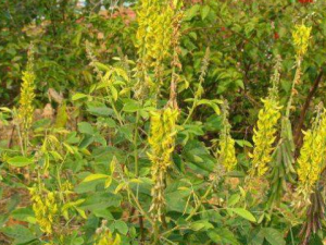 Ұ�����ٵĹ�Ч������ �ⶾ����ֹʹ