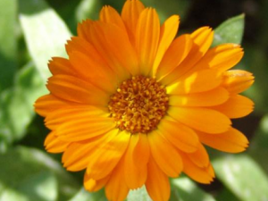 ��յ�յĹ�Ч������ յ�ն�Ů���б�����Ч