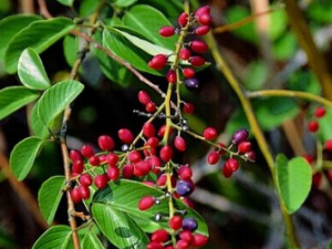 ����Ĺ�Ч���ֵ