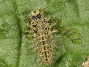 ʲô��ҧ��è ҧ��è�Ĺ�Ч������