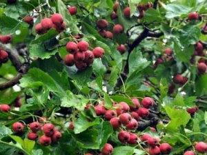 ��ɽ�����ҩ�ü�ֵ�빦Ч ��ɽ��������г没