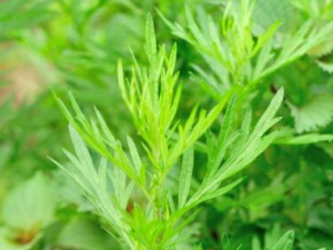 ��Ҷ�ݽŵķ��� ��Ҷ�ݽŻ������Ƹ�ð