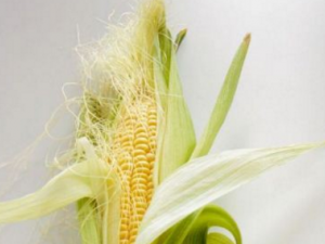 ������Ĺ�Ч �������ʳ�������Ƽ�