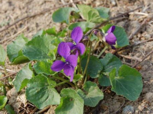 ��ͷ�ݵĹ�Ч������ ��ͷ�ݿ����峦�Ŷ�