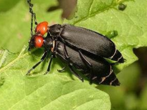 �����ʲô��Ч ���Ĺ�Ч����