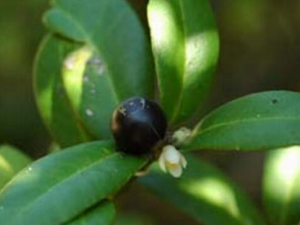 ����������Щ��Ч����