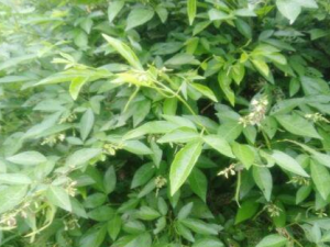 �����Ĺ�Ч������ ������ҩ�ü�ֵ