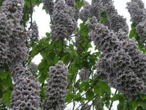 ʲô����ͩ�� ��ͩ�ӵĹ�Ч��ҩ�ü�ֵ