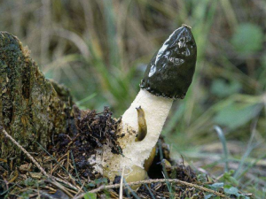 �׹��ʵĹ�Ч������ �׹��ʵ��÷�����