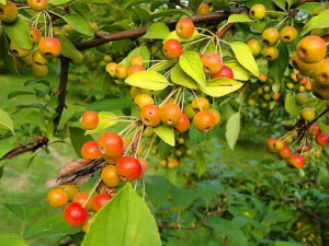 ɽ���ӵĹ�Ч������ ɽ���ӵ��÷�����