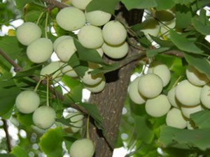 ����������Щ��Ч������