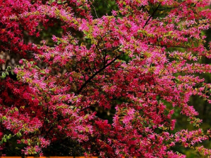 ֽĩ���Ĺ�Ч������ ֽĩ������Ů��Ѫ��