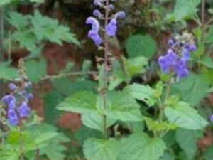 ����Ҷ�ӵĹ�Ч������