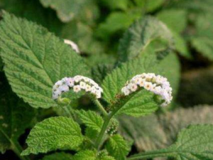 ����²ݵĹ�Ч������