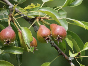 ����ĺô�����Щ ��֪����