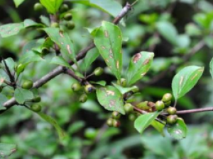 խҶ������ʲô��Ч խҶ������ʲô����