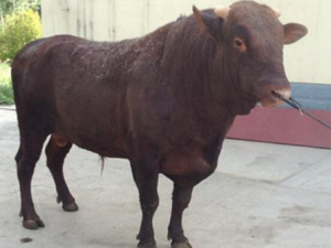 ţ��ľ��ʲô ţ��ľ����Щ��Ч����