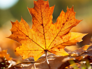 �＾����ʳ��������Щ