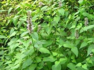 ������Ĺ�Ч������ �������ҩ�ü�ֵ