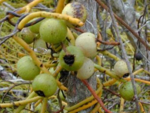 �޸��ٵĹ�Ч������