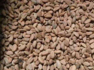 ɽ髺˵ĹЧ ɽ髺˵ҩüֵ