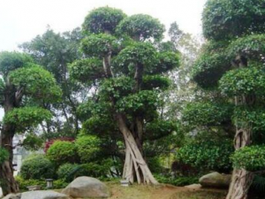 ������֭�Ĺ�Ч������ ������֭��ҩ�ü�ֵ