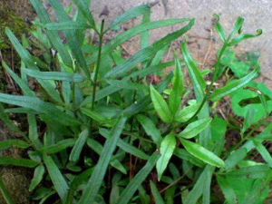 ��ާ���Ĺ�Ч������ ��ާ���������Ƶ�������