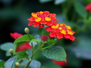 ��ɫ÷���Ĺ�Ч������ �������������