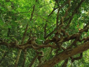 �������Ĺ�Ч������ �������������Ʒ�ʪ��ʹ