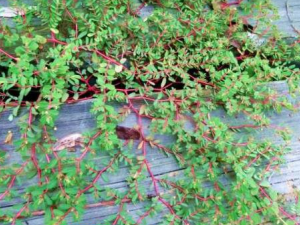 �ؽ��ݵĹ�Ч������ �ؽ��ݿ������ƴ�״����