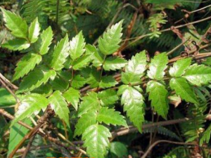 һ�����Ĺ�Ч������ һ�����������ư�����