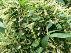 �޸��ݵĹ�Ч������ �޸��ݵ�ҩ�ü�ֵ