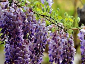 ���ٻ��Ĺ�Ч������ ���ٻ��Ľ���