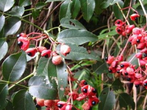 ���ֻ��Ĺ�Ч������ ���ֻ����θ��Ʋ�