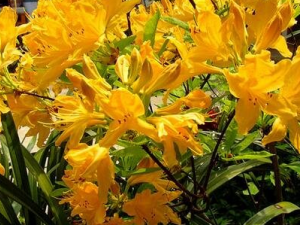 �ƶž黨�Ĺ�Ч������ �ƶž黨������