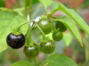 ������ˮ�ȵĺô� �и����Գ�������