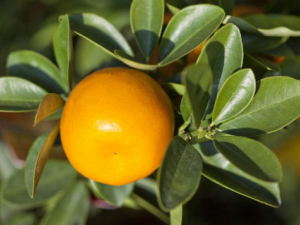 �����巢����ô�� �����巢�׳�ʲô�ȽϺ�