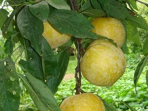 ����Ҷ�Ĺ�Ч��ҩ�ü�ֵ ����Ҷ����ˮ����