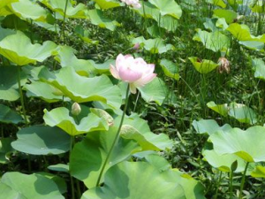 ��Ҷ��ʳ�÷��� ��Ҷ��ʳ�ý���