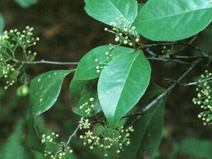 ����ľ�Ĺ�Ч ����ľ�Ľ���