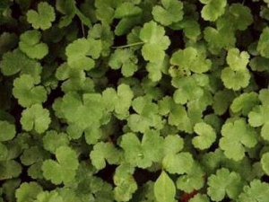 ��ؽ��Ĺ�Ч������ ��ؽ��ĳ����÷�