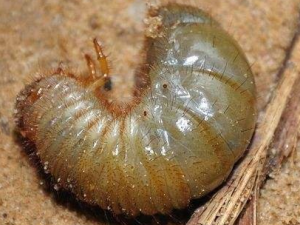 �����Ĺ�Ч������ �����������ӹ�