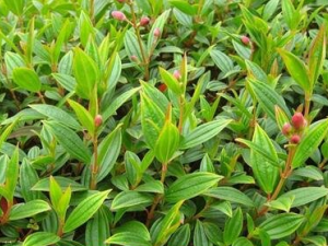 ��ʯ��ݵĹ�Ч������ ��ʯ����ܲ���Ӫ��