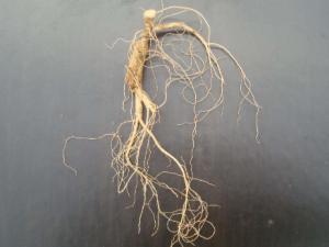 ʯ���εĹ�Ч������