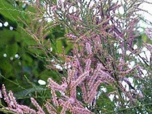 ��˿���Ĺ�Ч������ �������Ĺ�������