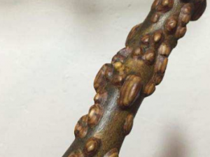 ����ľ����Щ����