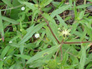 �����ݵĹ�Ч������ �����ݵ�ҩ�ü�ֵ