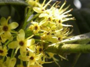 �ٻ��̵�ҩ�ü�ֵ����Щ �ٻ������������������