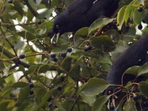 �����ѵ�ҩ�ü�ֵ ���������ε�����ʧ